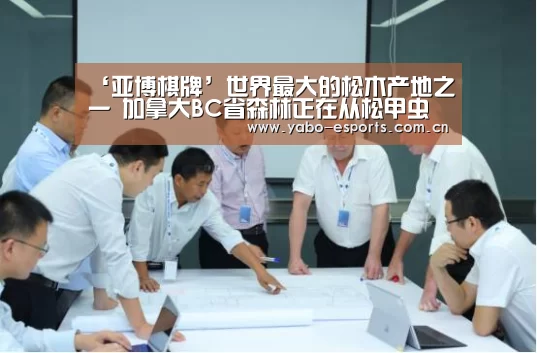 ‘亚博棋牌’世界最大的松木产地之一 加拿大BC省森林正在从松甲虫灾害中自愈