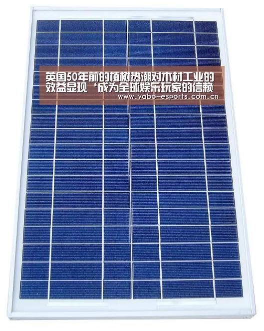 英国50年前的植树热潮对木材工业的效益显现‘成为全球娱乐玩家的信赖首选。’