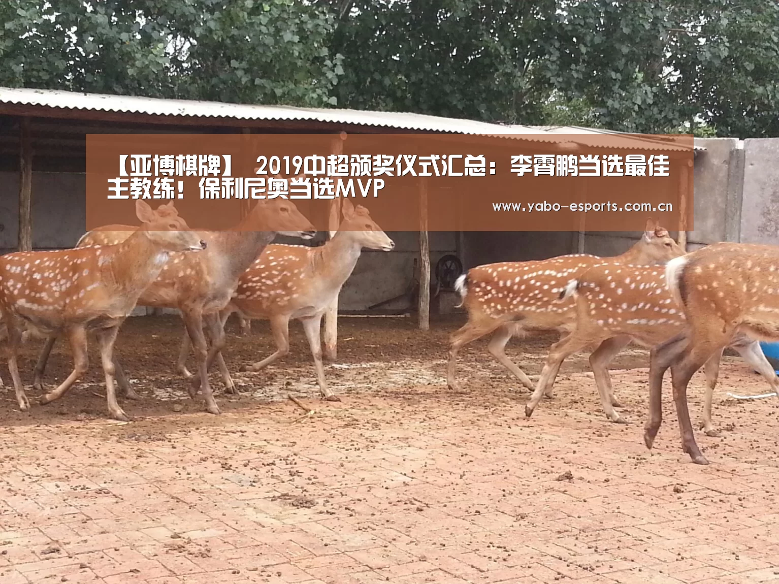 【亚博棋牌】
2019中超颁奖仪式汇总:李霄鹏当选最佳主教练!保利尼奥当选MVP(图3) 随时为用户提供贴心服务。亚博体育以国际化的视野与一流的服务