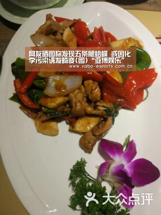 网友晒图称发现五条腿蛤蟆 或因化学污染诱发畸变(图)“亚博娱乐”(图3) 亚博娱乐